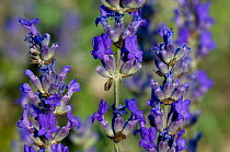 Common Lavender / True lavender / English Lavender (Lavandula angustifolia) in flower, Provence, France