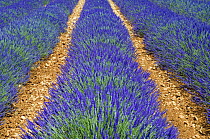 Row of cultivated Lavender (Lavendula sp) in flower, Provence, France. June 2008.