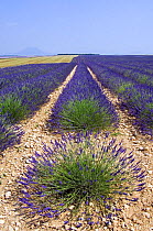 Row of cultivated Lavender in field (Lavendula sp) in Provence, France. June 2008.