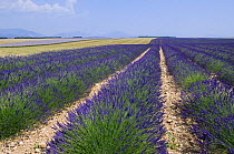 Rows of cultivated Lavender in field (Lavendula sp) in Provence, France. June 2008.