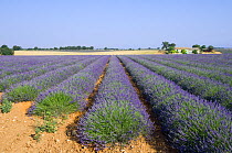 Rows of cultivated Lavender in field (Lavendula sp) and farm in Provence, France. June 2008.