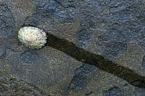 Limpet (Patella sp) with wet tracks left by feeding on rock, Brittany, France