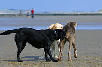 Golden and black labrador retrievers (Canis familiaris) meeting and sniffing strange, unfamiliar dog on beach, Belgium. 2008.