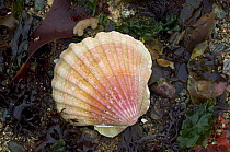 Scallop shell (Pecten jacobeus) washed ashore among seaweed on the beach, Brittany, France