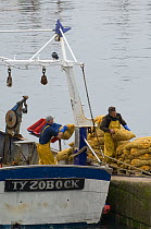 Fishermen unload bags of Scallops (Pecten jacobeus) from fishing boat at the Erquy port, Brittany, France. May 2008.