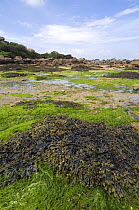 Seaweed like Bladder wrack (Fucus vesiculosus) and Sea lettuce (Ulva lactuca) exposed at low tide, Brittany, France. May 2008.
