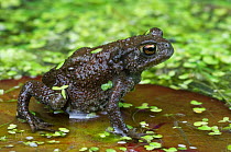 Juvenile Common european toad (Bufo bufo) on lily pad, Belgium, captive