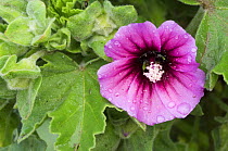 Tree mallow in flower (Lavatera arborea), Brittany, France