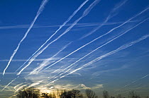 Vapour trails from aircraft in a blue sky at sunset, Belgium