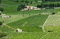 Vineyards in the Vaucluse, Provence, France. June 2008.