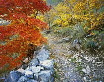 Trail with Bigtooth Maples (Acer grandidentatum) in autumn, McKittrick Canyon, Guadalupe Mountains National Park, Texas, USA, November 2005