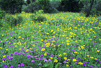 Wildflowers Verbena (purple), Huisache-Daisy (yellow) and Yucca, South Llano River State Park, Hill Country, Texas, USA