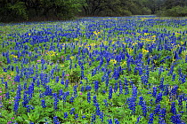 Field of Texas Bluebonnet {Lupinus texensis} flowering, Medina County, Texas, USA