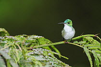 Andean Emerald (Amazilia franciae) adult perched on fern covered in rain drops, Mindo, Ecuador, Andes, South America, January