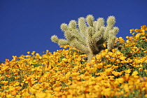 Teddy Bear Cholla Cactus (Cylindropuntia bigelovii) in field of Mexican Gold Poppy (Eschscholzia californica mexicana), Tonto National Forest, Bartlett Lake , Arizona, USA, March