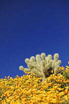 Teddy Bear Cholla Cactus (Cylindropuntia bigelovii) in field of Mexican Gold Poppy (Eschscholzia californica mexicana), Tonto National Forest, Bartlett Lake, Arizona, USA, March