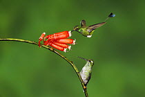 Booted Racket-tail hummingbird (Ocreatus underwoodii) flying / feeding and Purple-bibbed Whitetip (Urosticte benjamini) perched, Mindo, Ecuador, Andes, South America, February