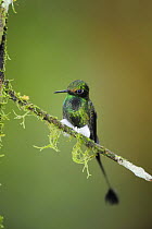 Booted Racket-tail hummingbird (Ocreatus underwoodii) male perched, Mindo, Ecuador, Andes, South America, January