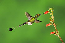 Booted Racket-tail hummingbird (Ocreatus underwoodii) male flying, feeding from flower, Mindo, Ecuador, Andes, South America, January