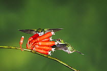 Booted Racket-tail hummingbird (Ocreatus underwoodii) two females feeding from flower, Mindo, Ecuador, Andes, South America, January