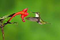 Booted Racket-tail hummingbird (Ocreatus underwoodii) female flying, feeding from flower, Mindo, Ecuador, Andes, South America, January