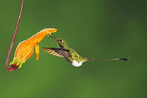 Booted Racket-tail hummingbird (Ocreatus underwoodii) male flying, feeding from flower, Mindo, Ecuador, Andes, South America, January