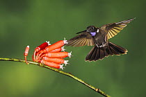 Brown Inca hummingbird (Coeligena wilsoni) adult flying, feeding from flower, Mindo, Ecuador, Andes, South America, January