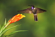 Brown Inca hummingbird (Coeligena wilsoni) adult flying, feeding from Bromeliad flower, Mindo, Ecuador, Andes, South America, January