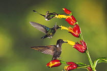 Booted Racket-tail (Ocreatus underwoodii), Green-Crowned Woodnymph (Thalurania fannyi) and Brown Inca (Coeligena wilsoni) adults feeding on Ginger flower, Mindo, Ecuador, Andes, South America, Februar...