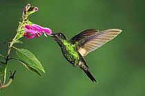 Buff-Winged Starfrontlet hummingbird (Coeligena lutetiae), young male feeding from Sage flower, Papallacta, Ecuador, Andes, South America, January