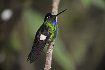 Buff-Winged Starfrontlet (Coeligena lutetiae) male perched, Quito, Ecuador, Andes, South America, January