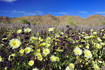 Mojave desert in bloom with Desert Dandelion (Malacothrix californica), Chia (Salvia columbariae) and Arizona lupine (Lupinus arizonicus), Joshua Tree National Park, California, USA, March 2008