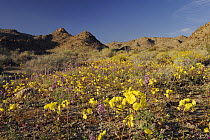 Mojave desert in bloom with Yellow Cups (Camissonia brevipes) and Arizona lupine (Lupinus arizonicus), Joshua Tree National Park, California, USA, March 2008