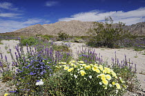 Mojave desert in bloom with Arizona lupine (Lupinus arizonicus) and Desert Dandelion (Malacothrix californica), Sheep Hole Pass, California, USA, March 2008