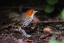 Chestnut-crowned Antpitta (Grallaria ruficapilla) adult, Papallacta, Ecuador, Andes, South America, January