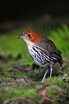 Chestnut-crowned Antpitta (Grallaria ruficapilla), adult, Papallacta, Ecuador, Andes, South America, January