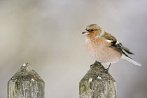 Common Chaffinch (Fringilla coelebs) adult perched on fence, Zug, Switzerland, December