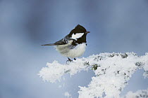 Coal Tit (Periparus ater) adult perched on frost covered conifer, minus 15 Celsius, Switzerland, December