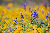 RF- Desert / Coulter's Lupine (Lupinus sparsiflorus) flowering among Mexican Gold Poppy (Eschscholzia californica mexicana). Organ Pipe Cactus National Monument, Arizona, USA. March. (This image may b...