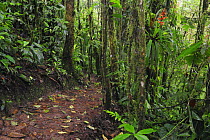 Rainforest trail, Milpe Bird Sanctuary, Ecuador, Andes, South America, January 2008