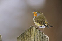 European Robin (Erithacus rubecula), adult perched on wooden fence, Switzerland, December