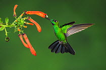 RF- Green-crowned Brilliant hummingbird (Heliodoxa jacula) adult feeding. Mindo, Ecuador, Andes, South America. February. (This image may be licensed either as rights managed or royalty free.)
