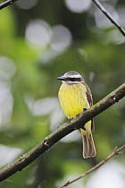 Golden-crowned Flycatcher (Myiodynastes chrysocephalus) adult, Mindo, Ecuador, Andes, South America, January