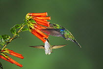 Booted Racket-tail (Ocreatus underwoodii) and Green-Crowned Woodnymph (Thalurania fannyi) adults feeding on flower, Mindo, Ecuador, Andes, South America, February