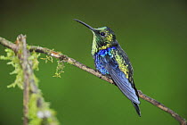 Green-Crowned Woodnymph (Thalurania fannyi) male perched, Mindo, Ecuador, Andes, South America, February