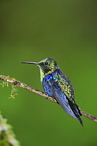 Green-Crowned Woodnymph (Thalurania fannyi) male perched, Mindo, Ecuador, Andes, South America, February