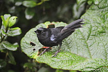 Glossy Flower-piercer (Diglossa lafresnayii) adult, Ecuador, Andes, South America, January