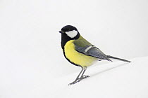 Great Tit (Parus major) male perched on snow, Switzerland, December