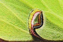 Close up of eyespot on front wing of American moon / Luna Moth (Actias luna) New Braunfels, Texas, USA, March 2008