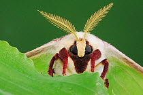 RF- American moon / Luna Moth (Actias luna) head portrait with antennae. New Braunfels, Texas, USA. March. (This image may be licensed either as rights managed or royalty free.)
